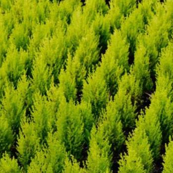 CUPRESSUS LEMON SCENT 140MM - Image 4