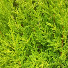 CUPRESSUS LEMON SCENT 200mm POT SIZE - Image 3