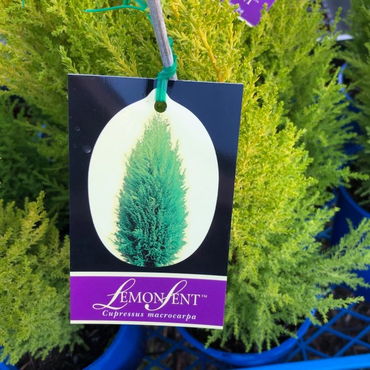 CUPRESSUS LEMON SCENT 200mm POT SIZE - Image 4