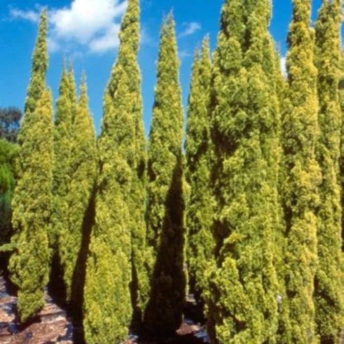 CUPRESSUS SWANES GOLD 200MM