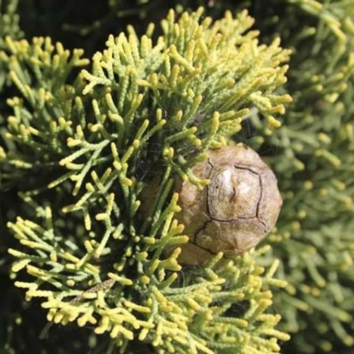 CUPRESSUS SWANES GOLD 200MM - Image 2