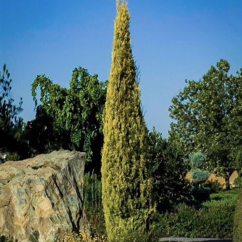 CUPRESSUS SWANES GOLD 200MM - Image 3