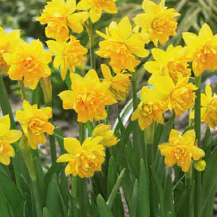 DAFFODIL MINI TETE BOUCLE