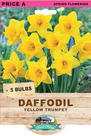 DAFFODIL YELLOW TRUMPET 5PK