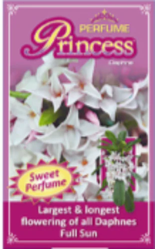 DAPHNE PERFUME PRINCESS 140mm POT - Image 4