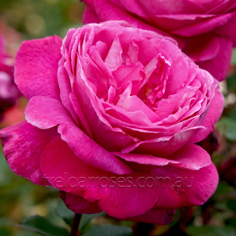 PRE ORDER - DELIGHTFUL PARFUMA - Bare Rooted