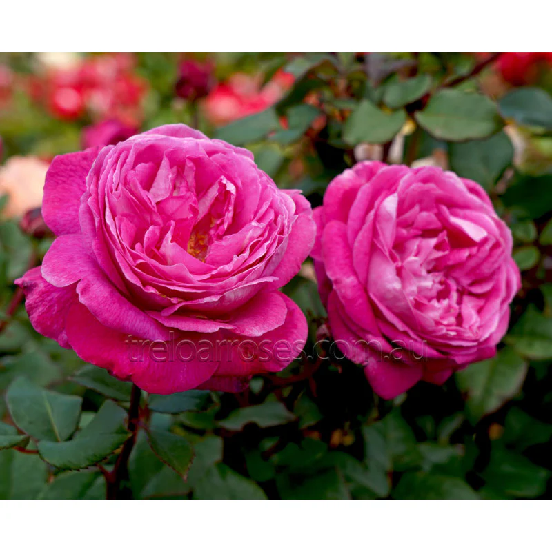 PRE ORDER - DELIGHTFUL PARFUMA - Bare Rooted - Image 2