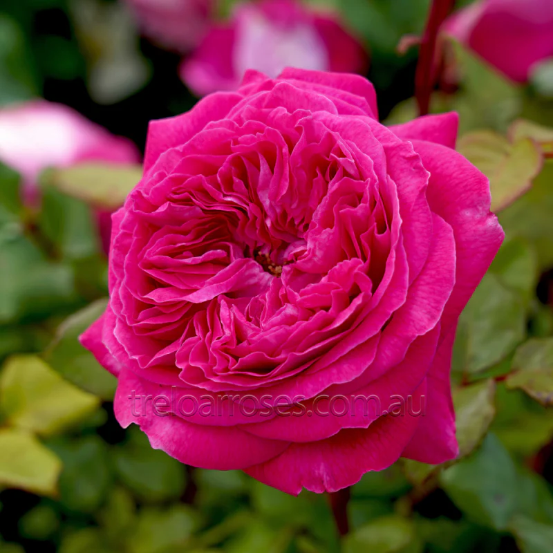 PRE ORDER - DELIGHTFUL PARFUMA - Bare Rooted - Image 3