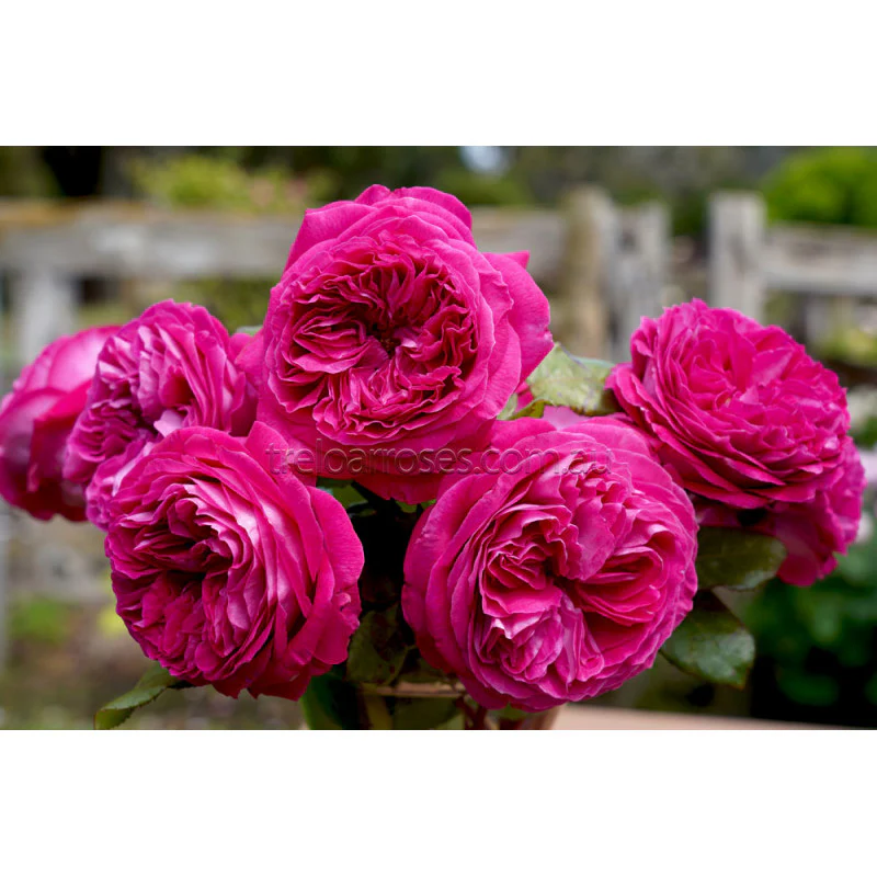 PRE ORDER - DELIGHTFUL PARFUMA - Bare Rooted - Image 4