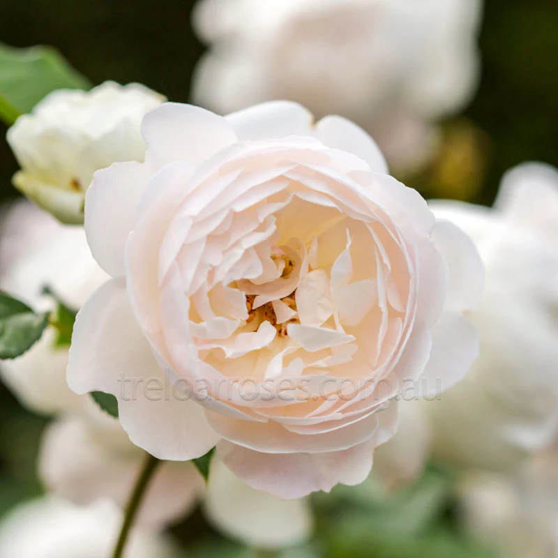 PRE ORDER - DESDEMONA - Bare Rooted