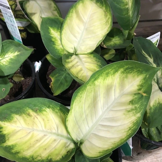 DIEFFENBACHIA TROPIC MARIANNE 130mm