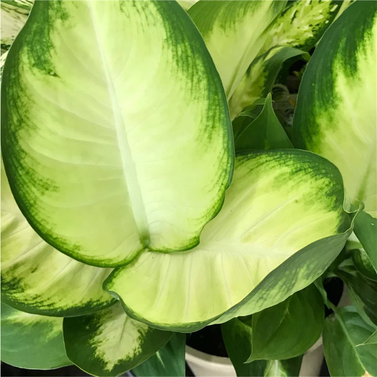 DIEFFENBACHIA TROPIC MARIANNE 130mm - Image 2