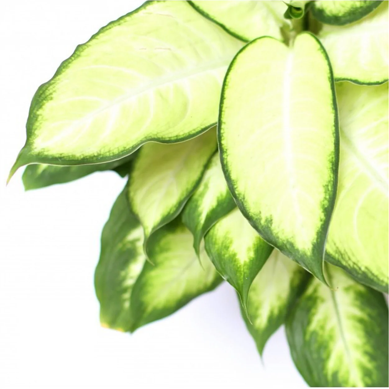 DIEFFENBACHIA TROPIC MARIANNE 130mm - Image 3