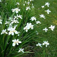 DIETES GRANDIFLORA - Image 2