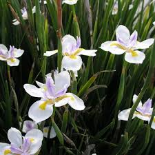 DIETES GRANDIFLORA - Image 3