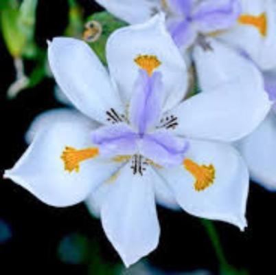 DIETES GRANDIFLORA - Image 5