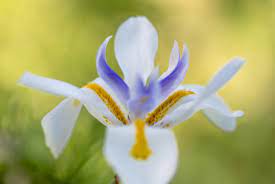 DIETES WHITE TIGER - Image 3