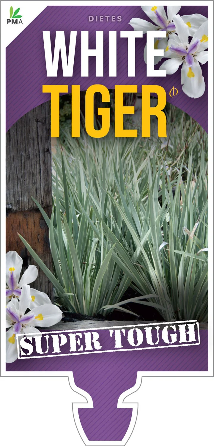 DIETES WHITE TIGER - Image 4