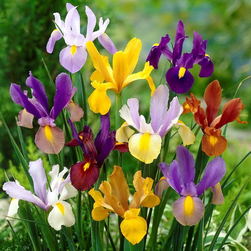 DUTCH IRIS FLORIST MIXED 4PK