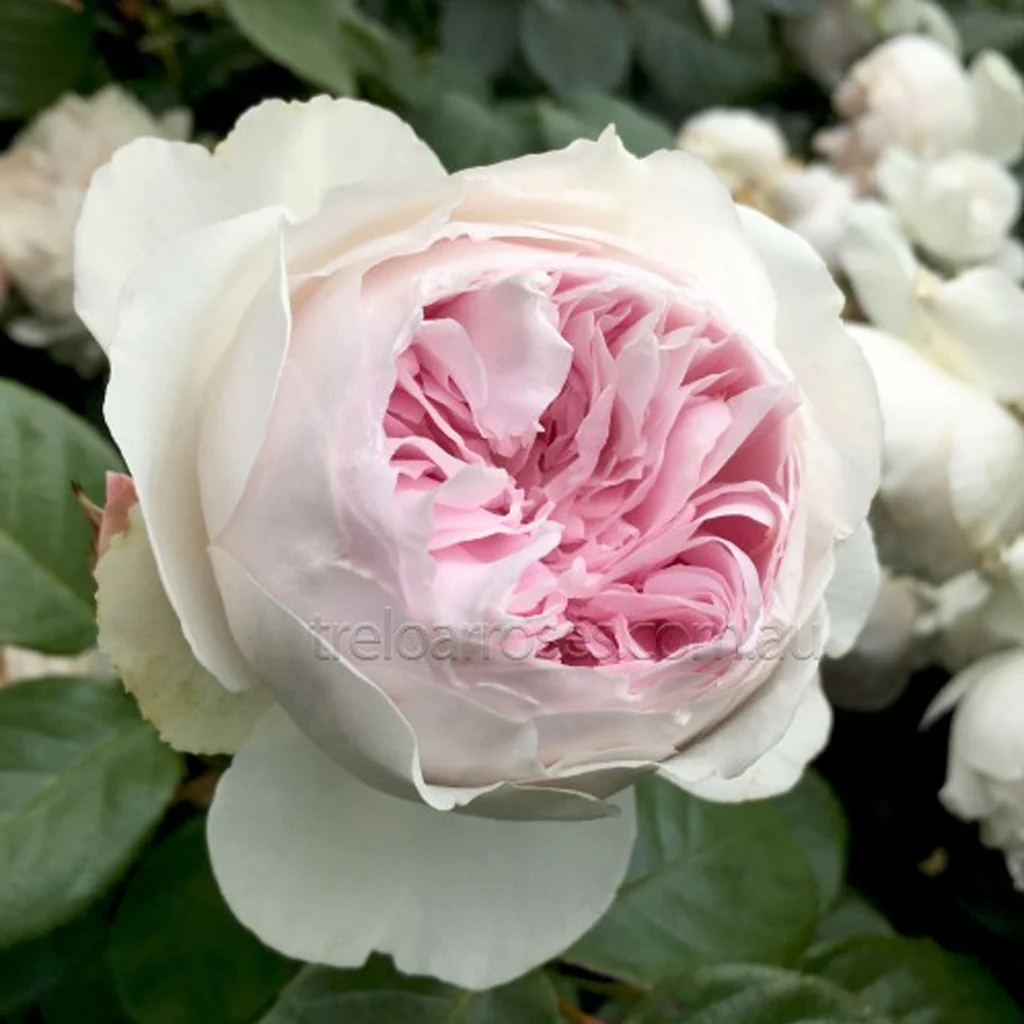 PRE ORDER - EARTH ANGEL - Bare Rooted