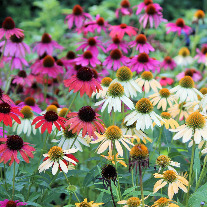 ECHINACEA SUNSEEKER ASSORTED COLOURS 140MM