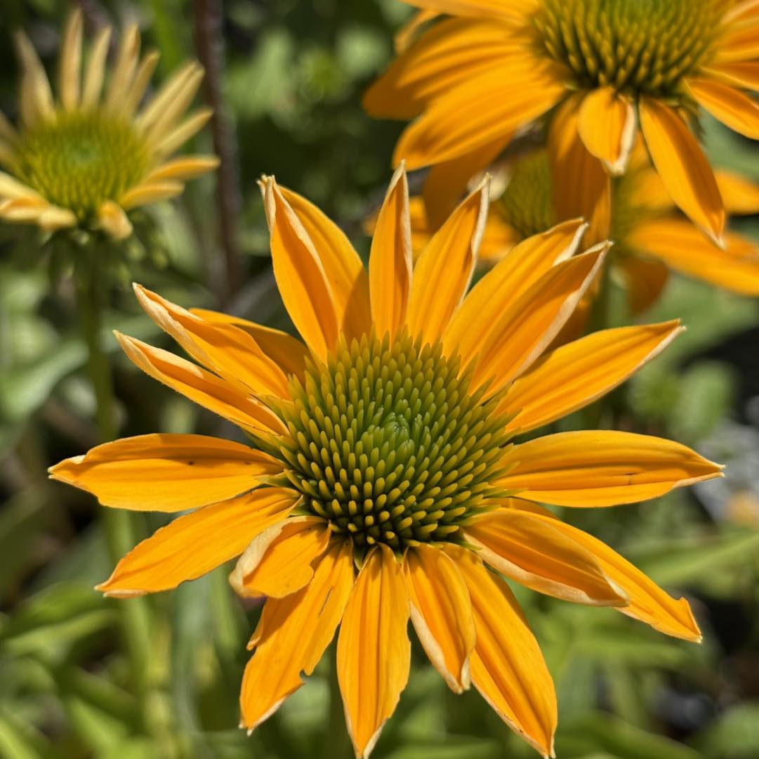ECHINACEA SUNSEEKER ASSORTED COLOURS 140MM - Image 2