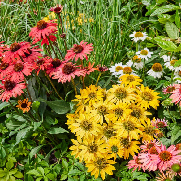 ECHINACEA SUNSEEKER ASSORTED COLOURS 140MM - Image 3