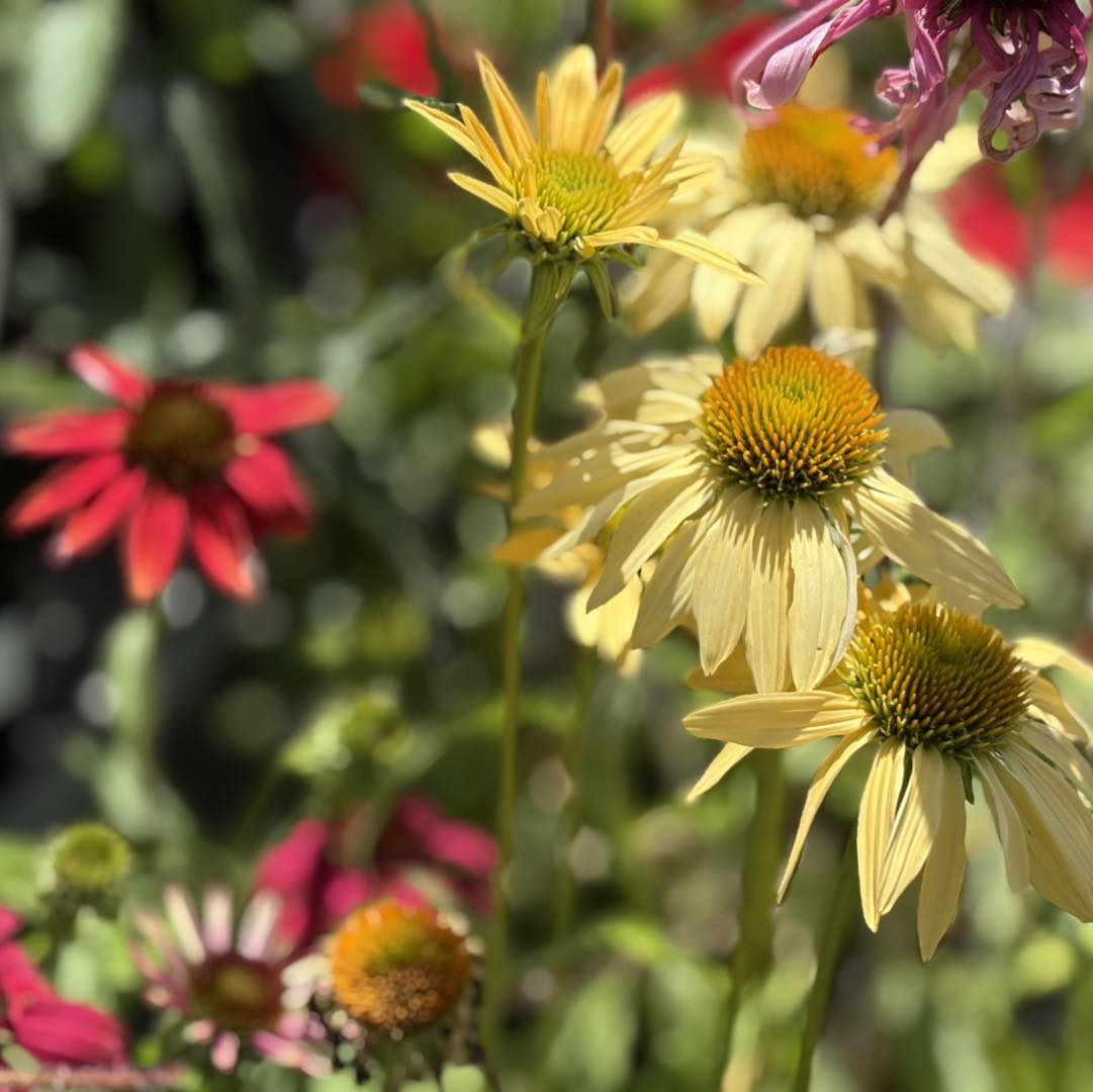ECHINACEA SUNSEEKER ASSORTED COLOURS 140MM - Image 4