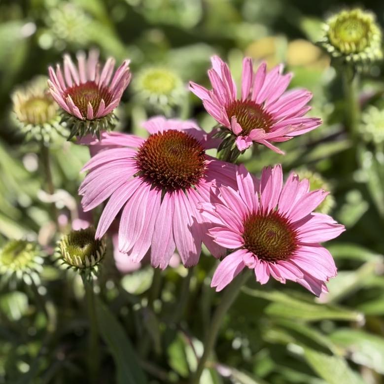 ECHINACEA SUNSEEKER ASSORTED COLOURS 140MM - Image 5