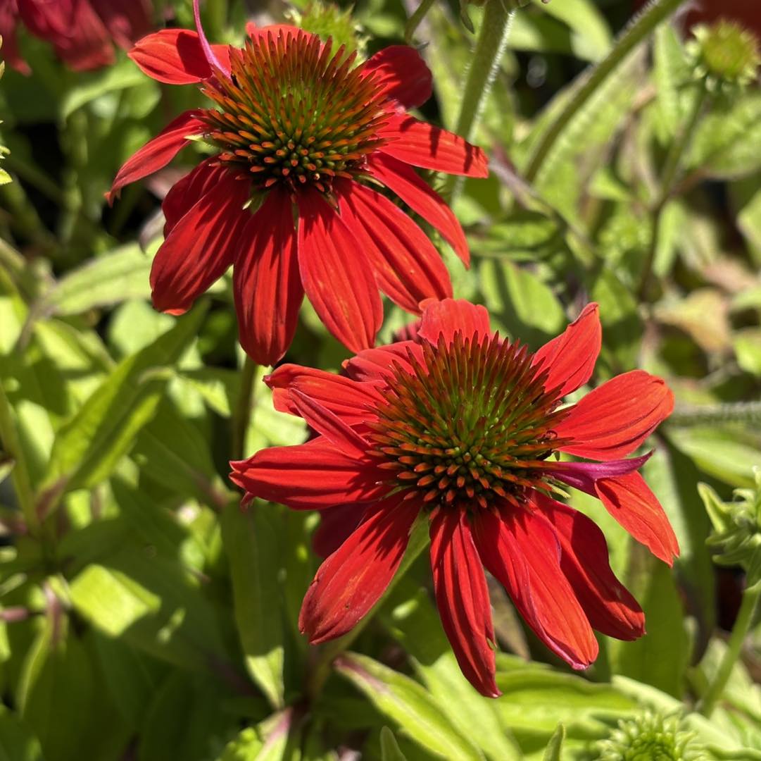 ECHINACEA SUNSEEKER ASSORTED COLOURS 140MM - Image 7