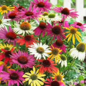 ECHINACEA SUNSEEKER ASSORTED COLOURS 140MM - Image 8