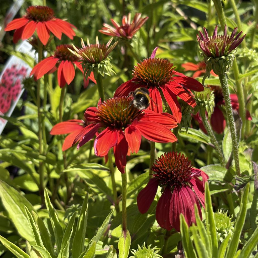 ECHINACEA SUNSEEKER ASSORTED COLOURS 140MM - Image 9