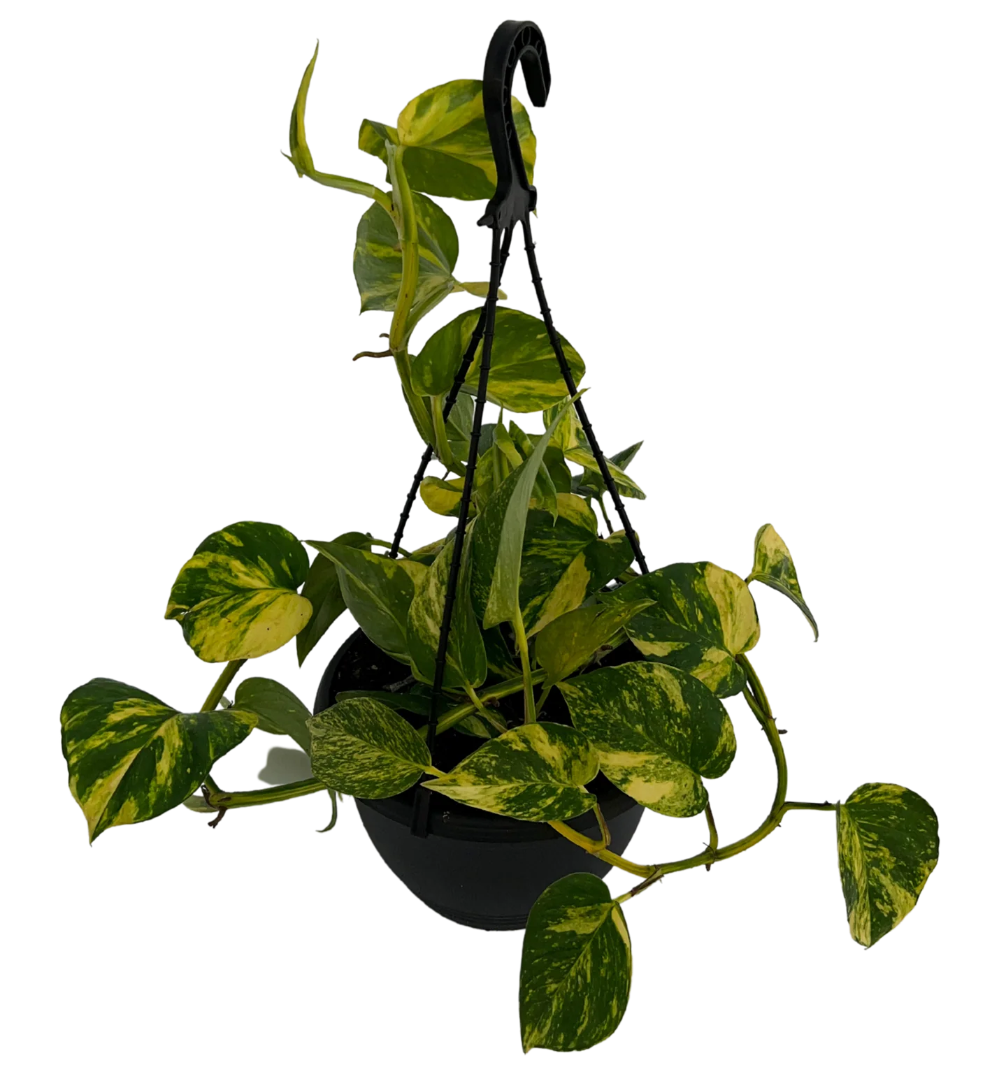 POTHOS - EPIPREMNUM - HANGING BASKET - Image 2