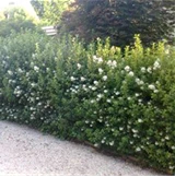 ESCALLONIA WHITE HEDGE EDGE - Image 2