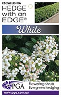 ESCALLONIA WHITE HEDGE EDGE - Image 3