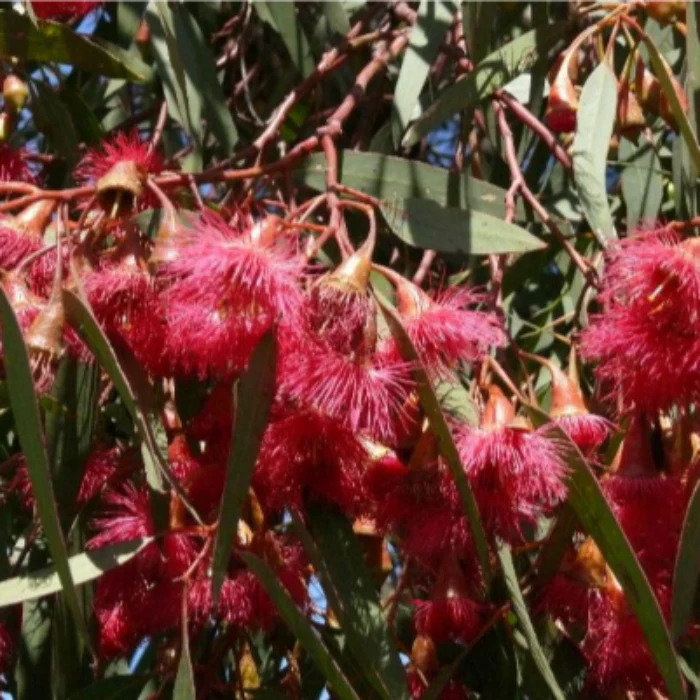 EUCALYPTUS EUKY DWARF