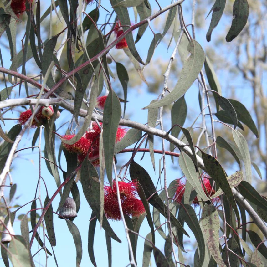 EUCALYPTUS SILVER PRINCESS - Image 2
