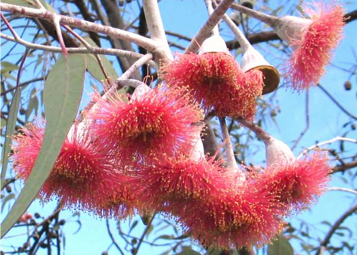 EUCALYPTUS SILVER PRINCESS - Image 3