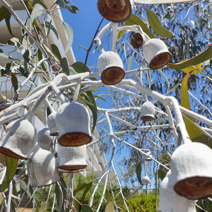 EUCALYPTUS SILVER PRINCESS - Image 4