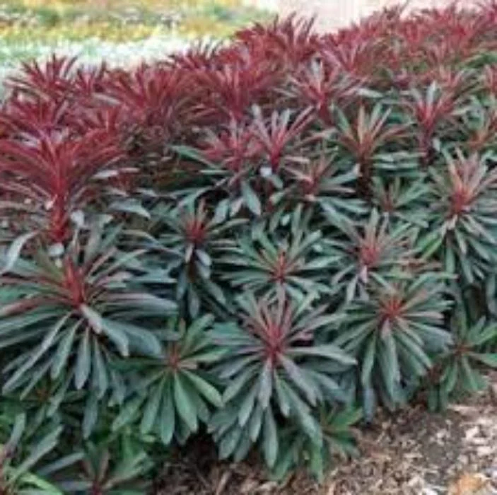 EUPHORBIA MINERS MERLOT 140MM - Image 2