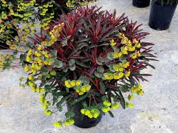 EUPHORBIA MINERS MERLOT 140MM - Image 3