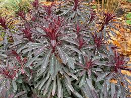 EUPHORBIA MINERS MERLOT 140MM - Image 4