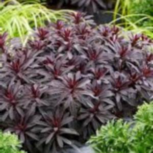 EUPHORBIA MINERS MERLOT 140MM - Image 5