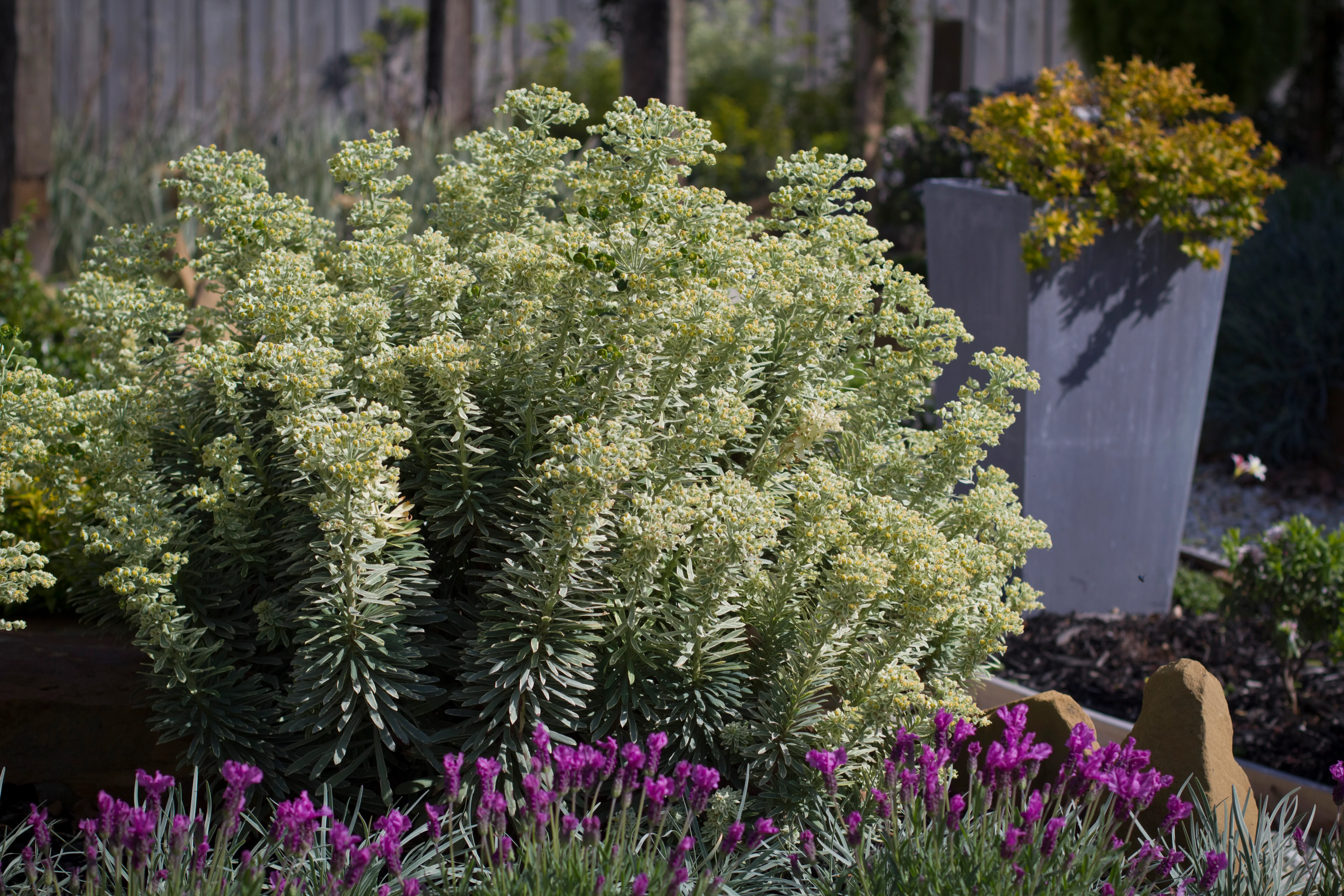 EUPHORBIA SILVER SWAN 140mm - Image 3
