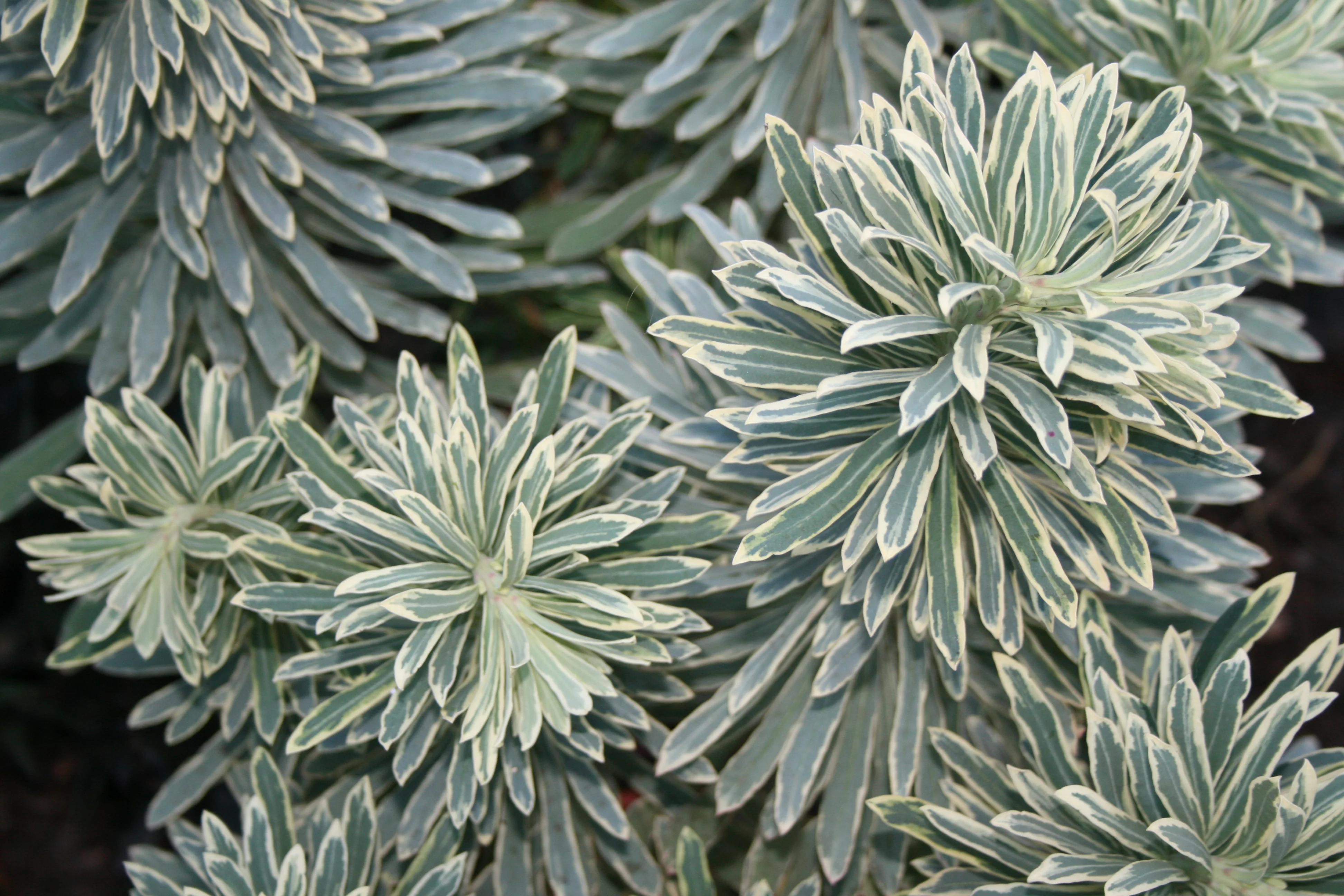 EUPHORBIA SILVER SWAN 140mm - Image 4
