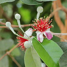 FEIJOA SELLOWIANA 140MM - Image 2