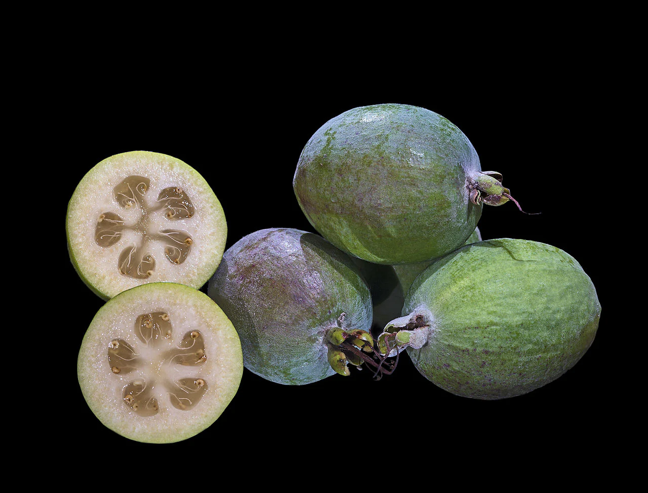 FEIJOA SELLOWIANA 140MM - Image 3