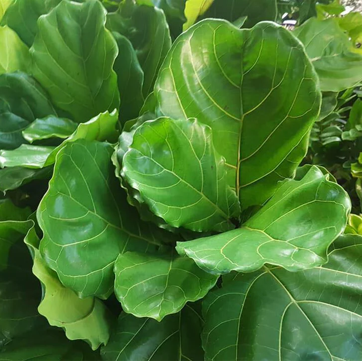 FICUS LYRATA 200MM