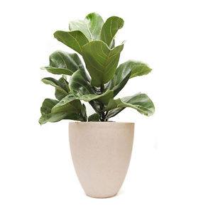 FICUS LYRATA 200MM - Image 2