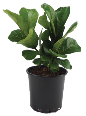 FICUS LYRATA 200MM - Image 3